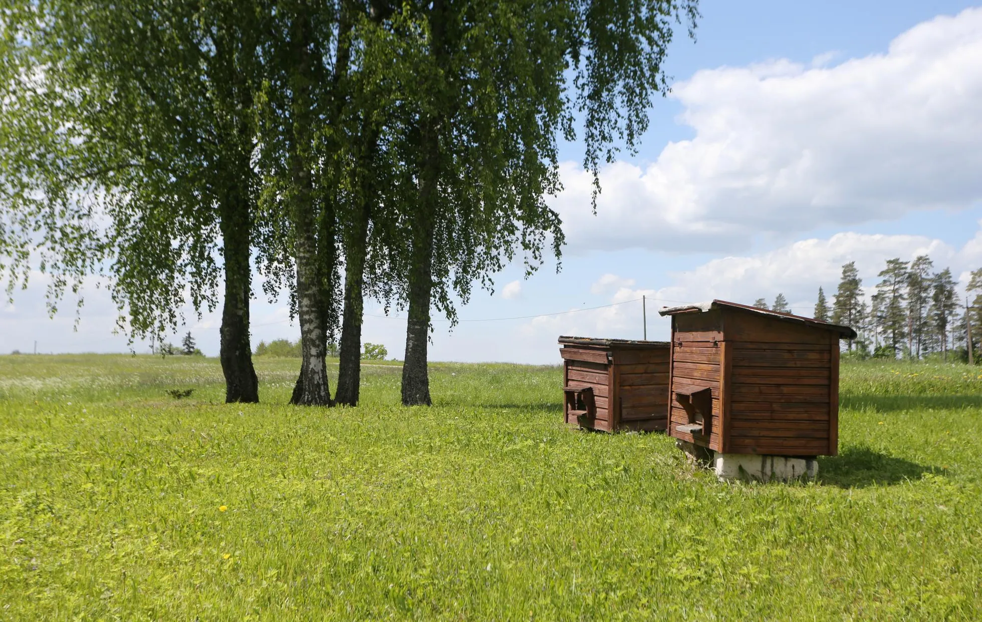 Tőnu ja Anu Lindebergi talu Vastse-Roosa kandis Läti piiri juures.