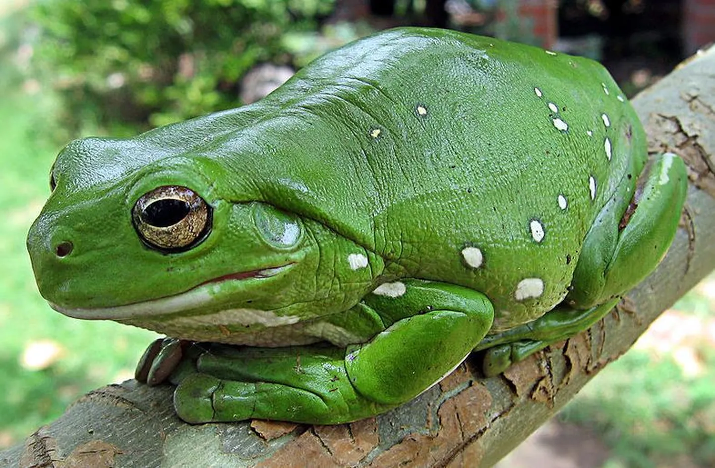 Konnad väljutavad võõrkehad koos väljaheitega. Fotol oli austraalia roheline puukonn (Litoria caerulea)