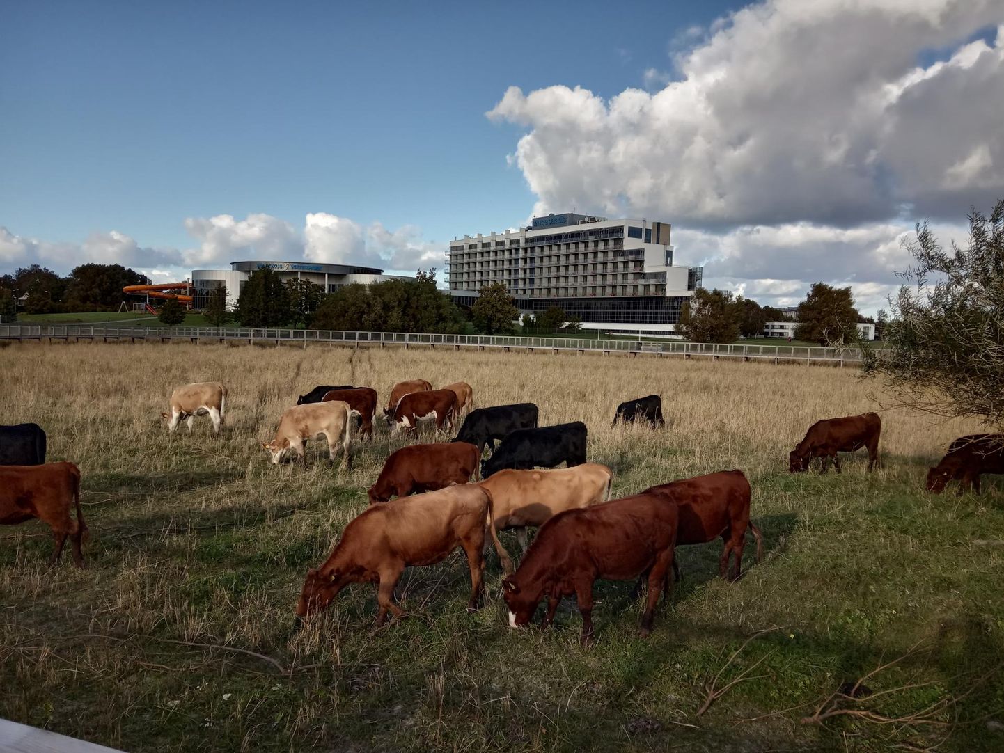 Pärnu rannas veekeskuse taga on kõrgetel vaiadel laudtee ehitatud otse linnalehmade karjamaale.