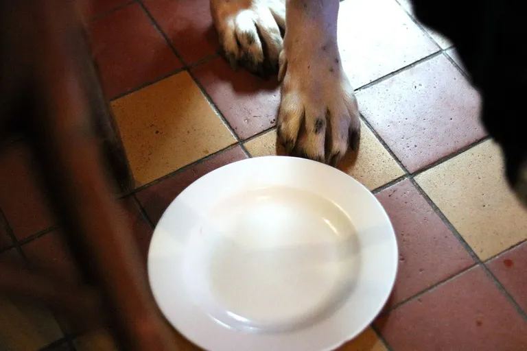 Teenindaja küsis viisakalt, kas koerale võib midagi pakkuda. Puhas taldrik annab märku, et Kellyle kulusid viinerid ära. Foto:
