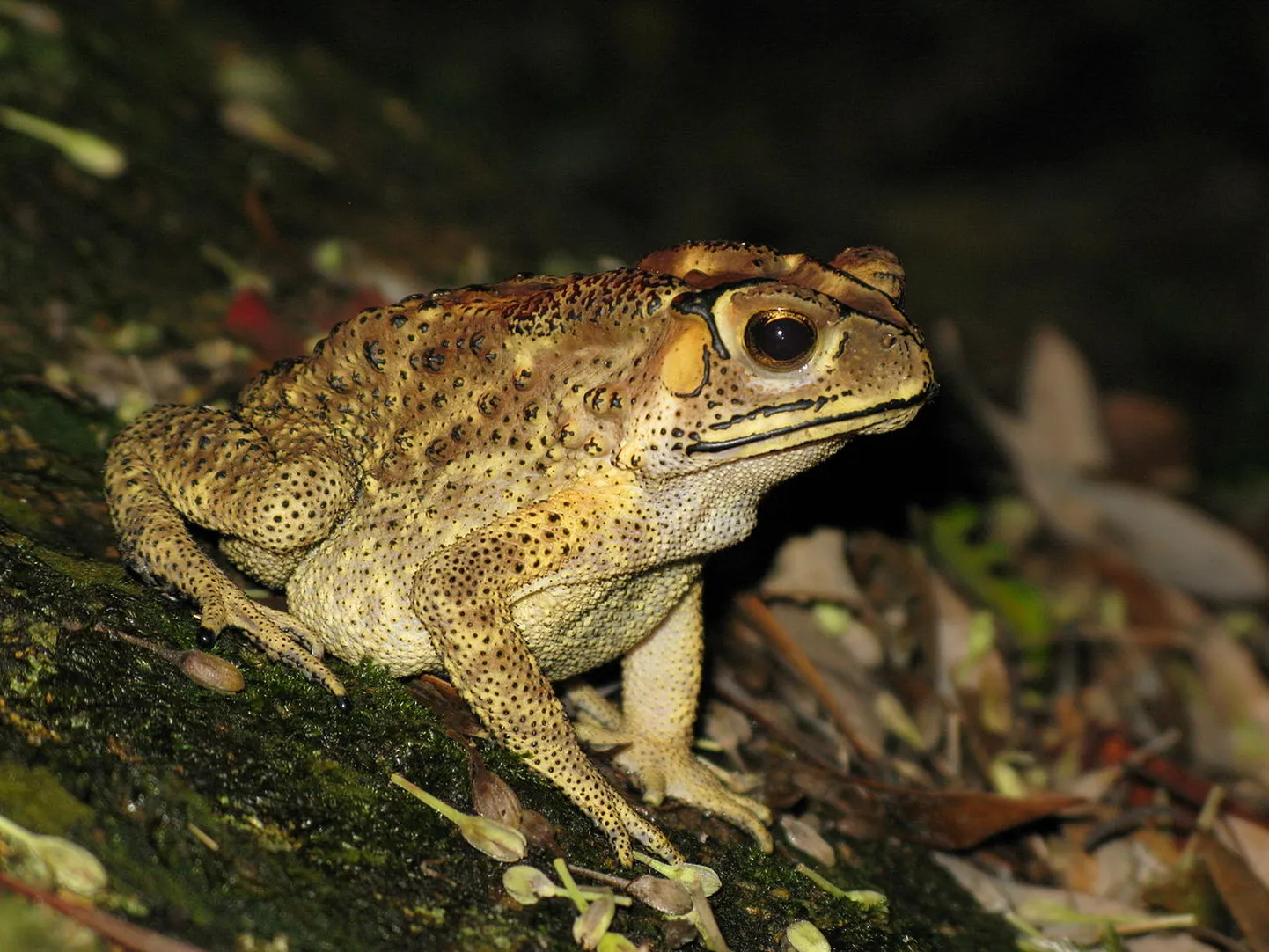 Harilik aasia kärnkonn (Duttaphrynus melanostictus)