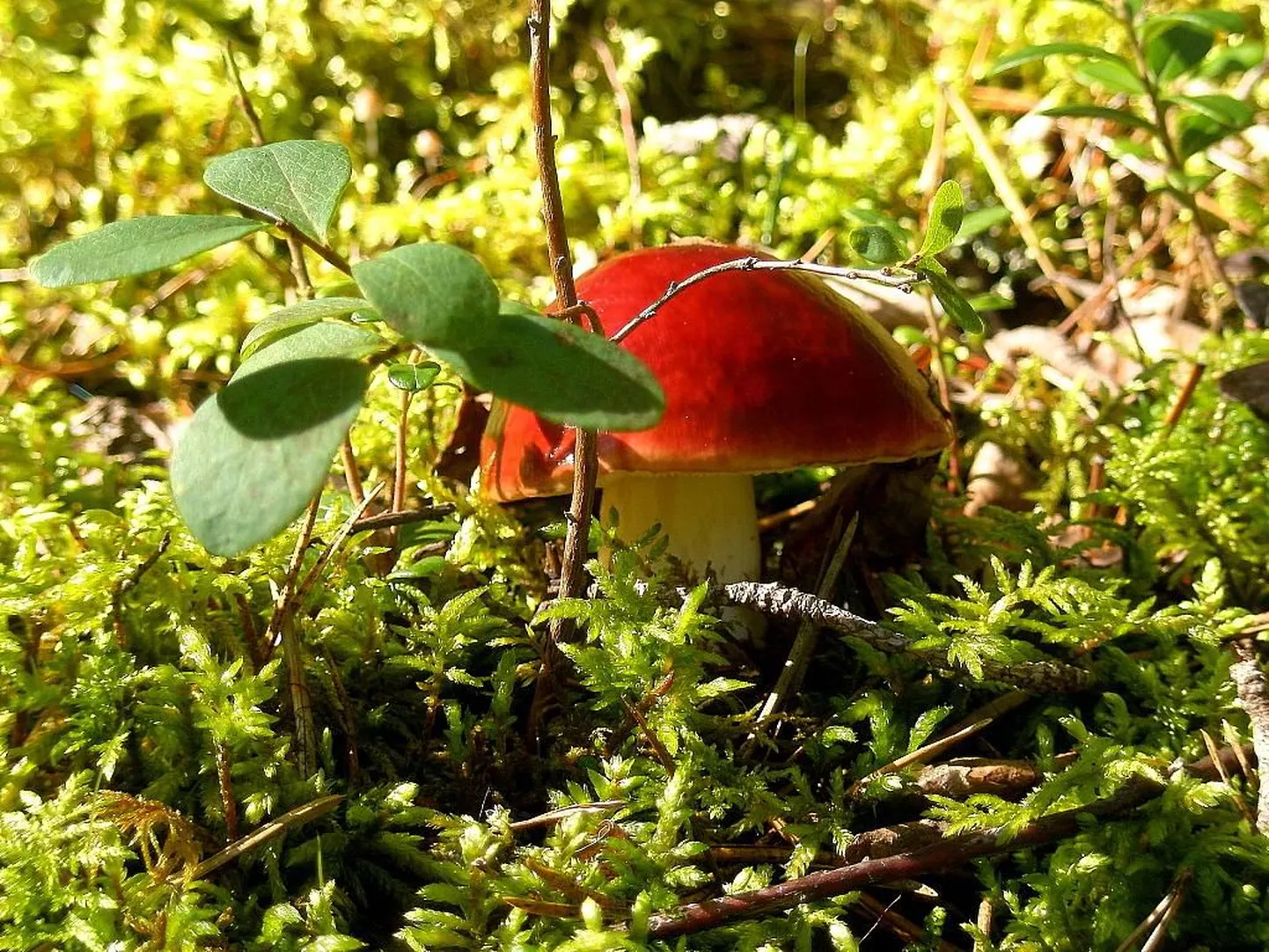 Väike puravik Pärnumaa metsas