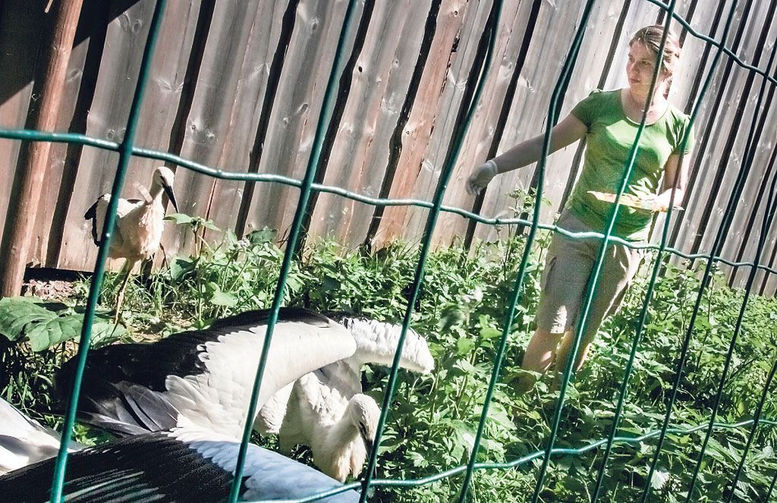 “Need kurepojad on Kagu-Eestist, hoime neid seni, kuni nad ise ära lendavad,” selgitab Kadri Veski, kes on keskkonnaameti loomade rehabilitatsiooni spetsialist Pärnu-Viljandi regioonis ja töötab Nigula looduskaitseala keskuses.