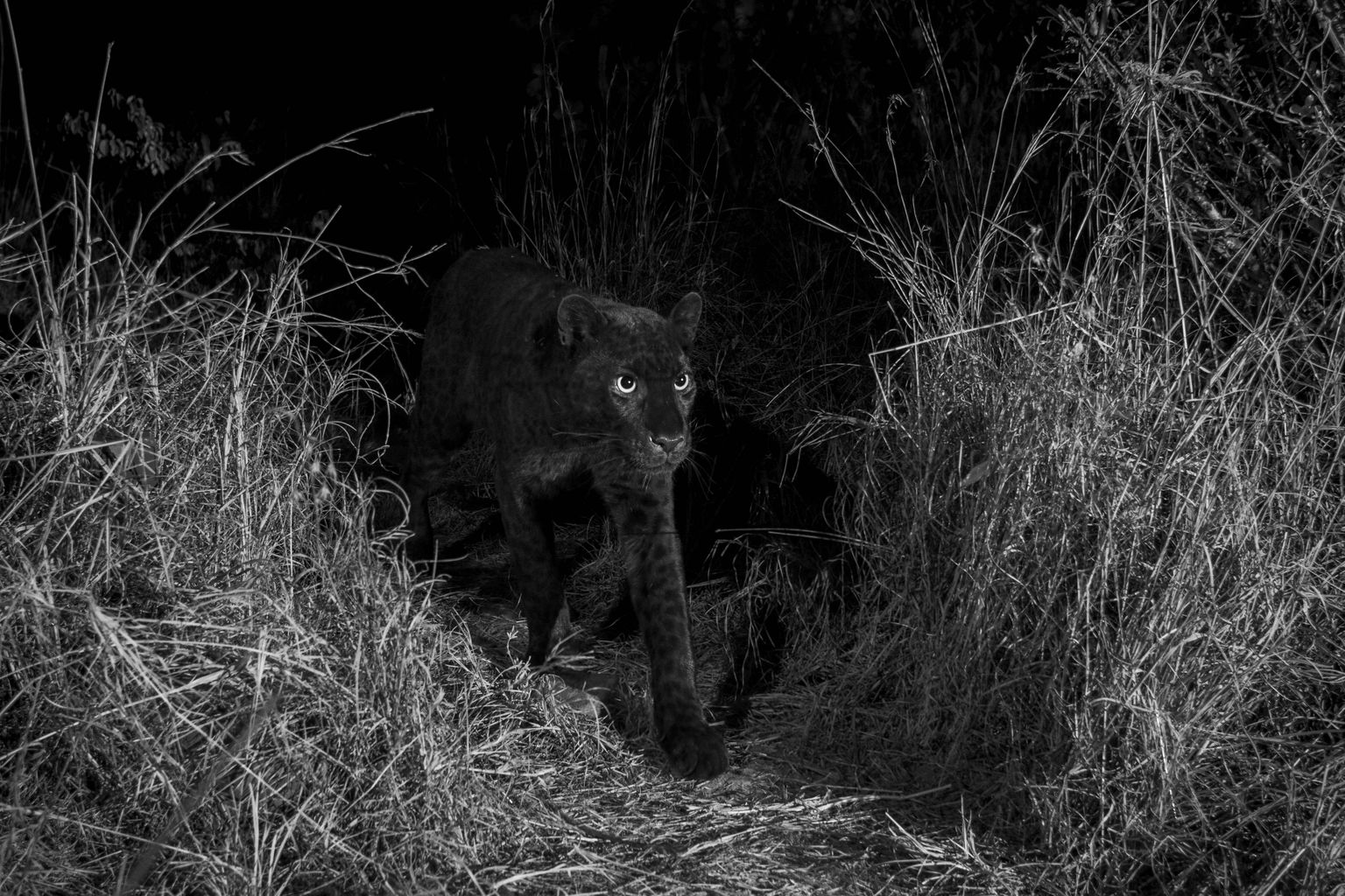 Keenias jäädvustas rajakaamera musta leopardi liikumised.