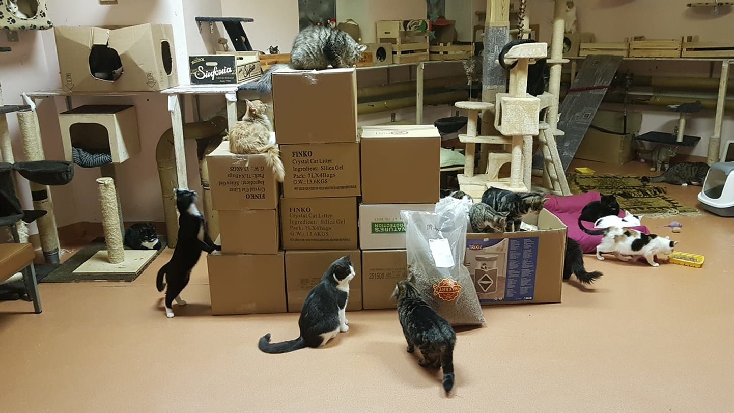 Kika loomakauplused kogusid Paikassile annetusi ja saatsid aasta algul kassidele hulga kraami.
