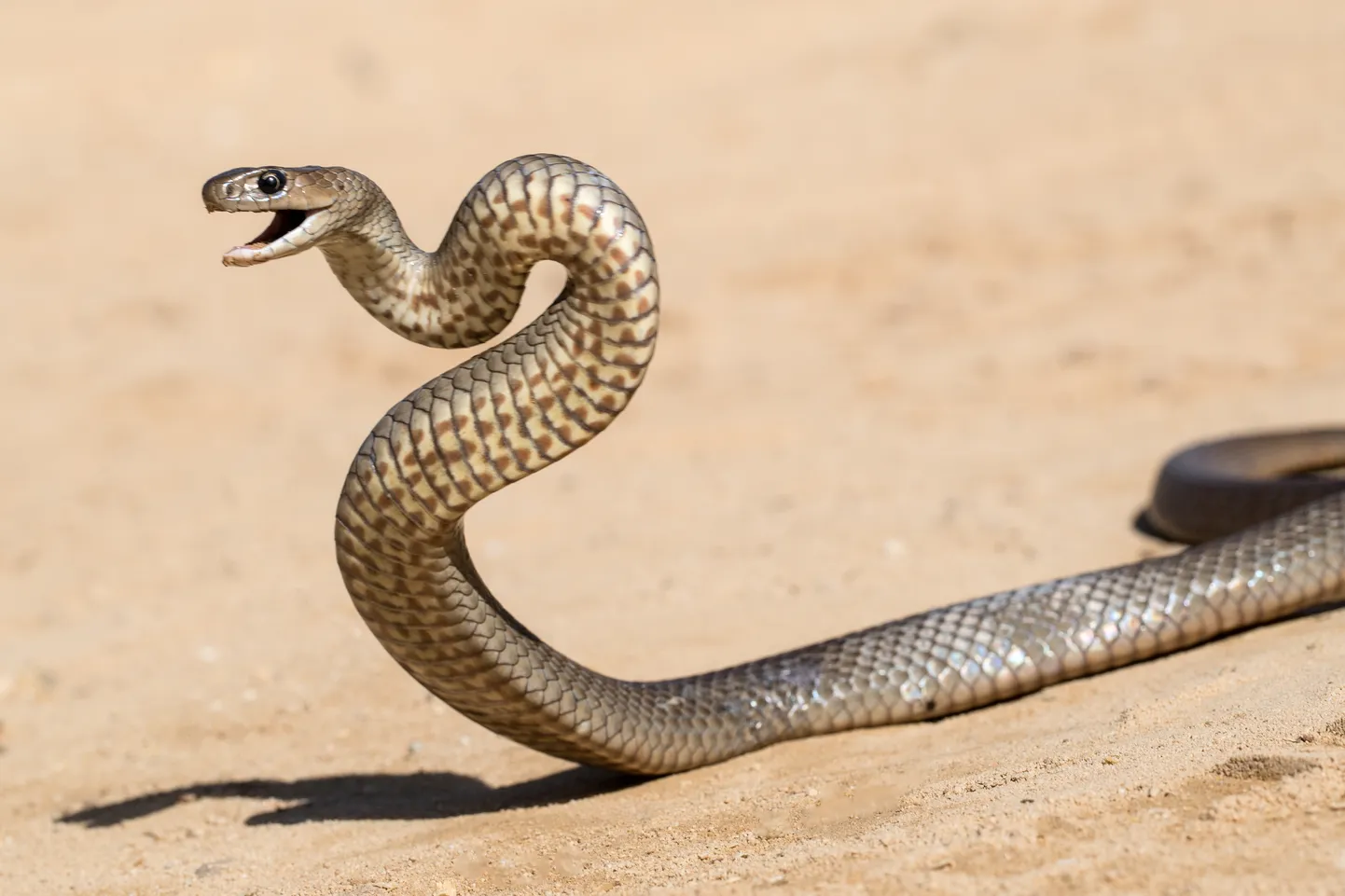 Ida-Austraalia pruunmadu. Pilt on illustreeriv.