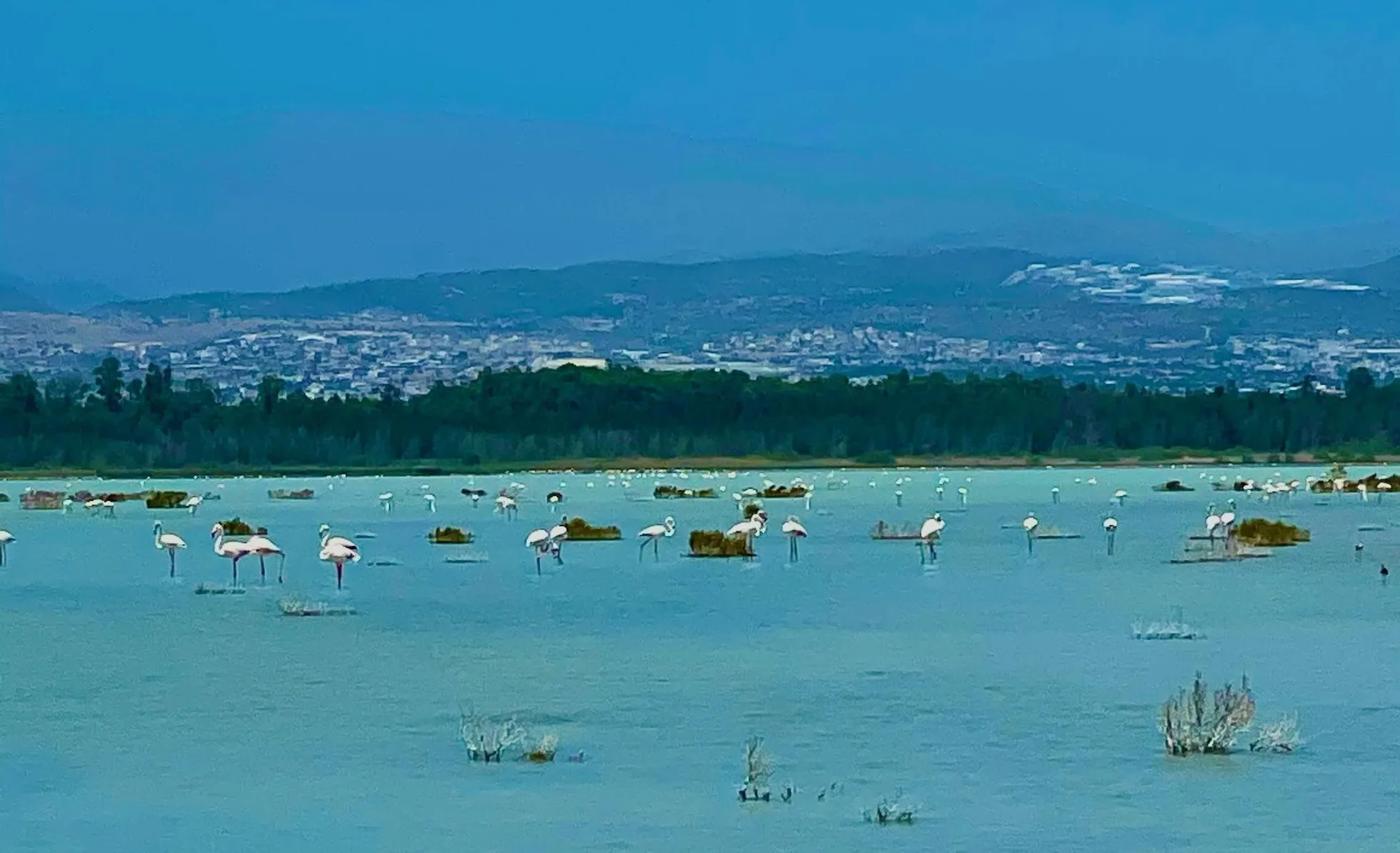 Flamingod Akrotiri soolajärves Küprosel. FOTO: