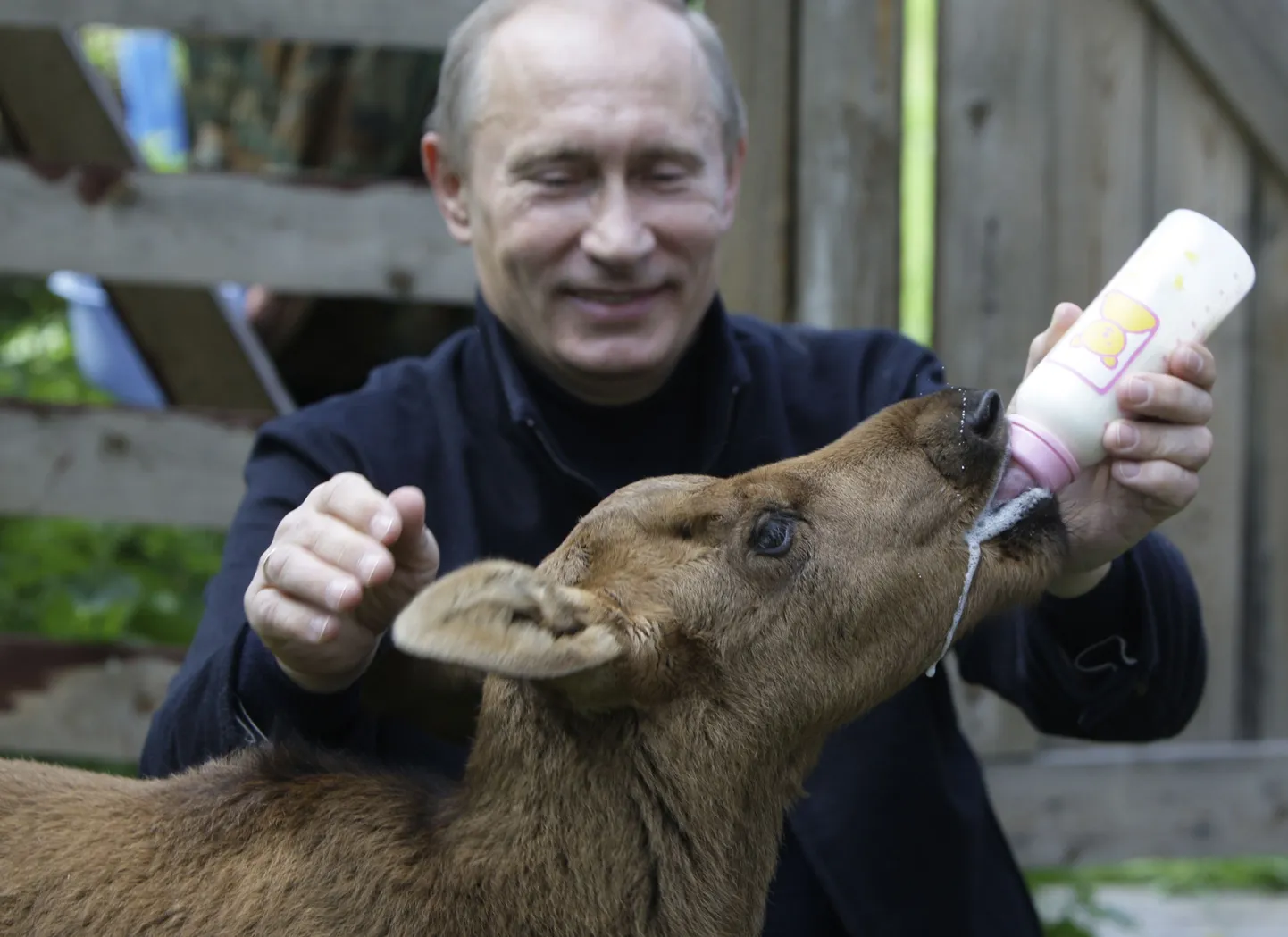 В.В. Путин кормит лосят