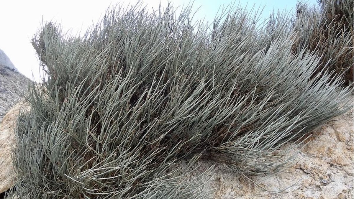 Ephedra on kõrreline taim, mis kasvab kõige külluslikumalt 2500 meetri kõrgusel mägedes. Afganistani suguses mägises riigis on kasvupinda rikkalikult, sest ligi kolmandik riigi pindalast on sobilik ephedra kasvuks.