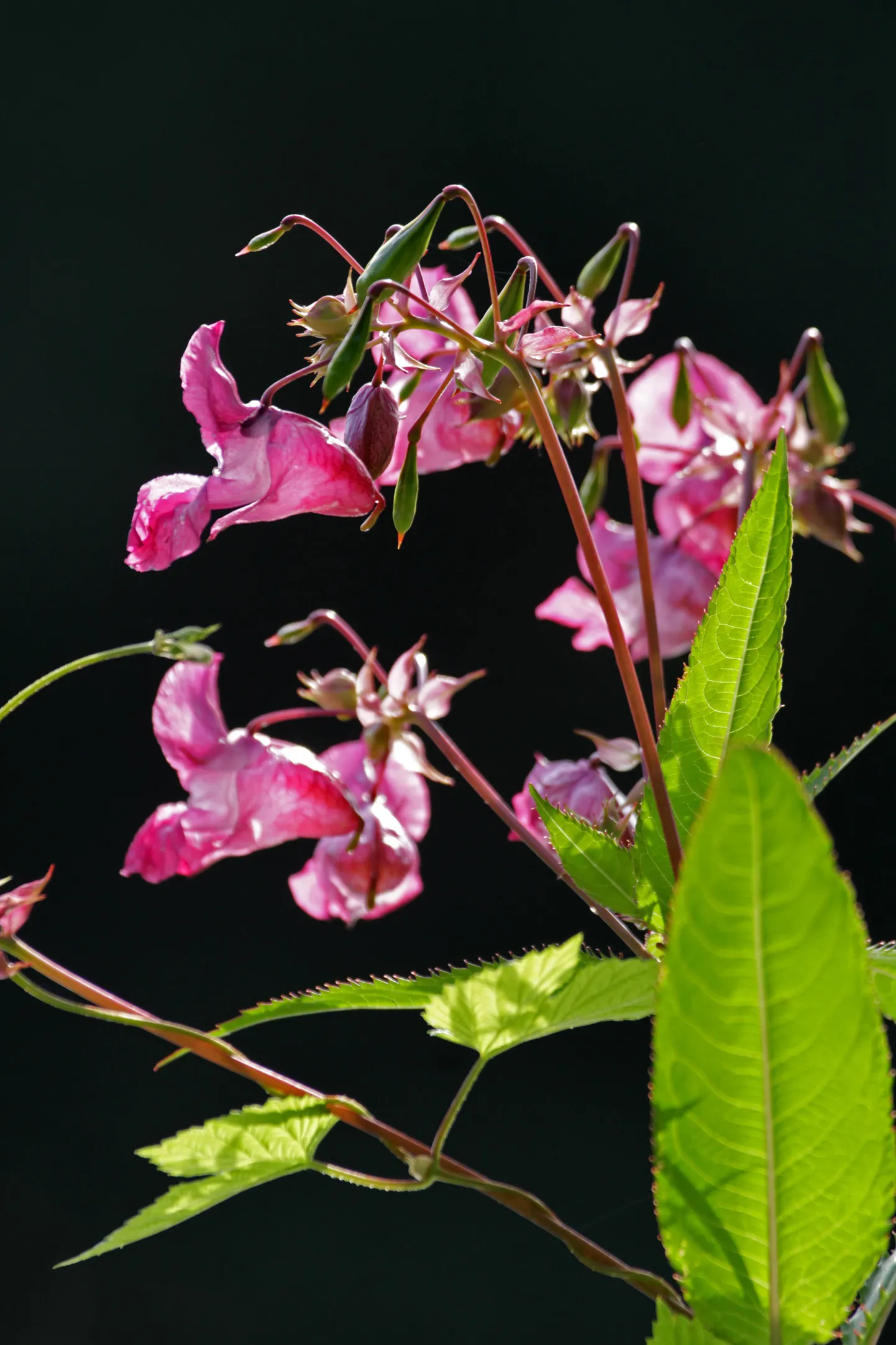 Keskkonnaamet sai esmaspäeval esimest korda teate vereva lemmaltsa (Impatiens glandulifera) leidmisest Saaremaal.