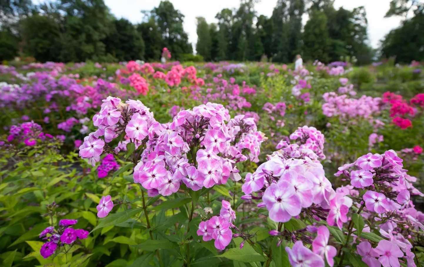 Floksimeri Mädapea mõisaaias.