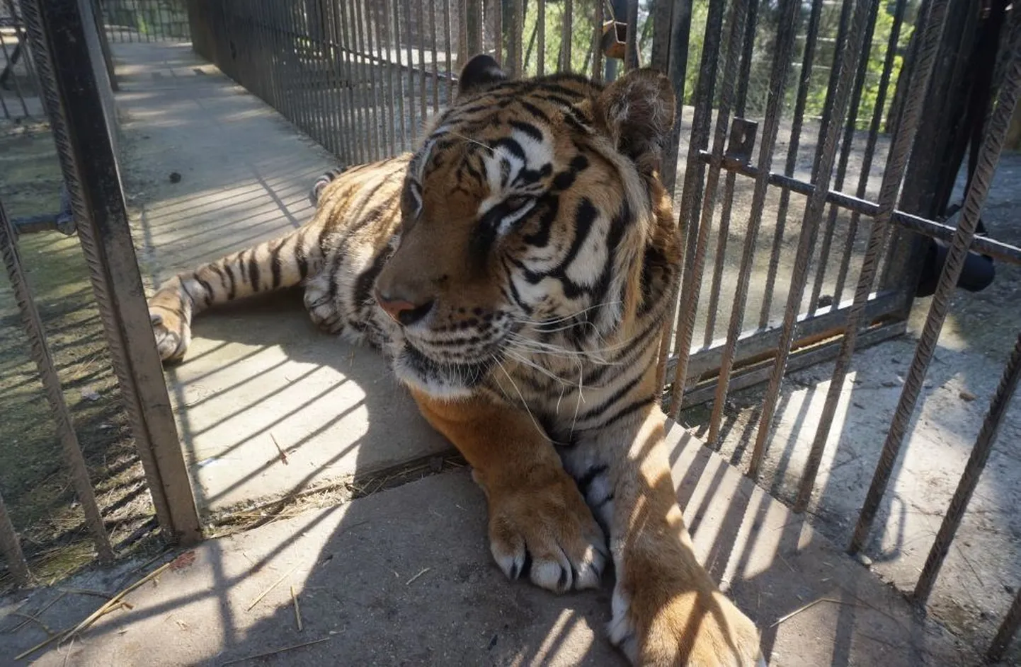 Tiiger Phavos