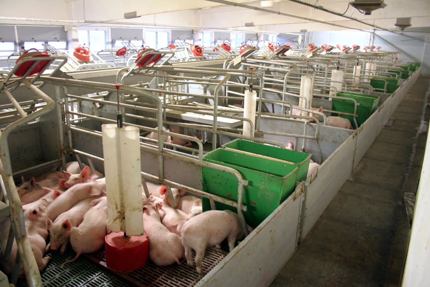 Põrsad Vahenurme Agro sigalas aastal 2007.