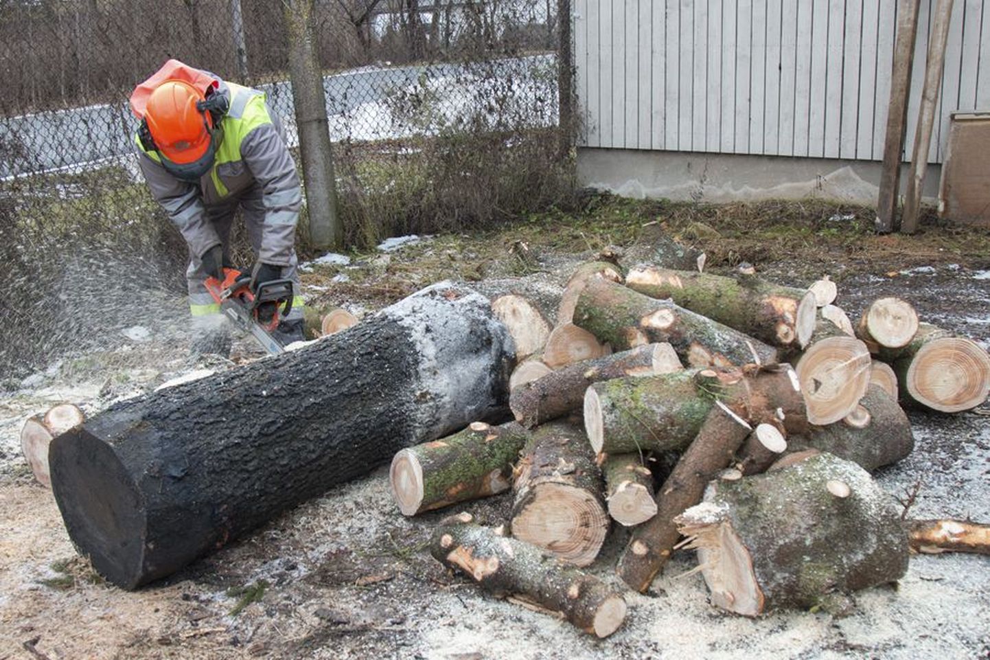 Jõulupuu langetati eile hommikul ja enne keskpäeva oli see Eesti Keskkonnateenuste Lääne regiooni hoovil juba juppideks saetud. Saega toimetas ettevõtte mehhanismijuht Viktor Sobolev.