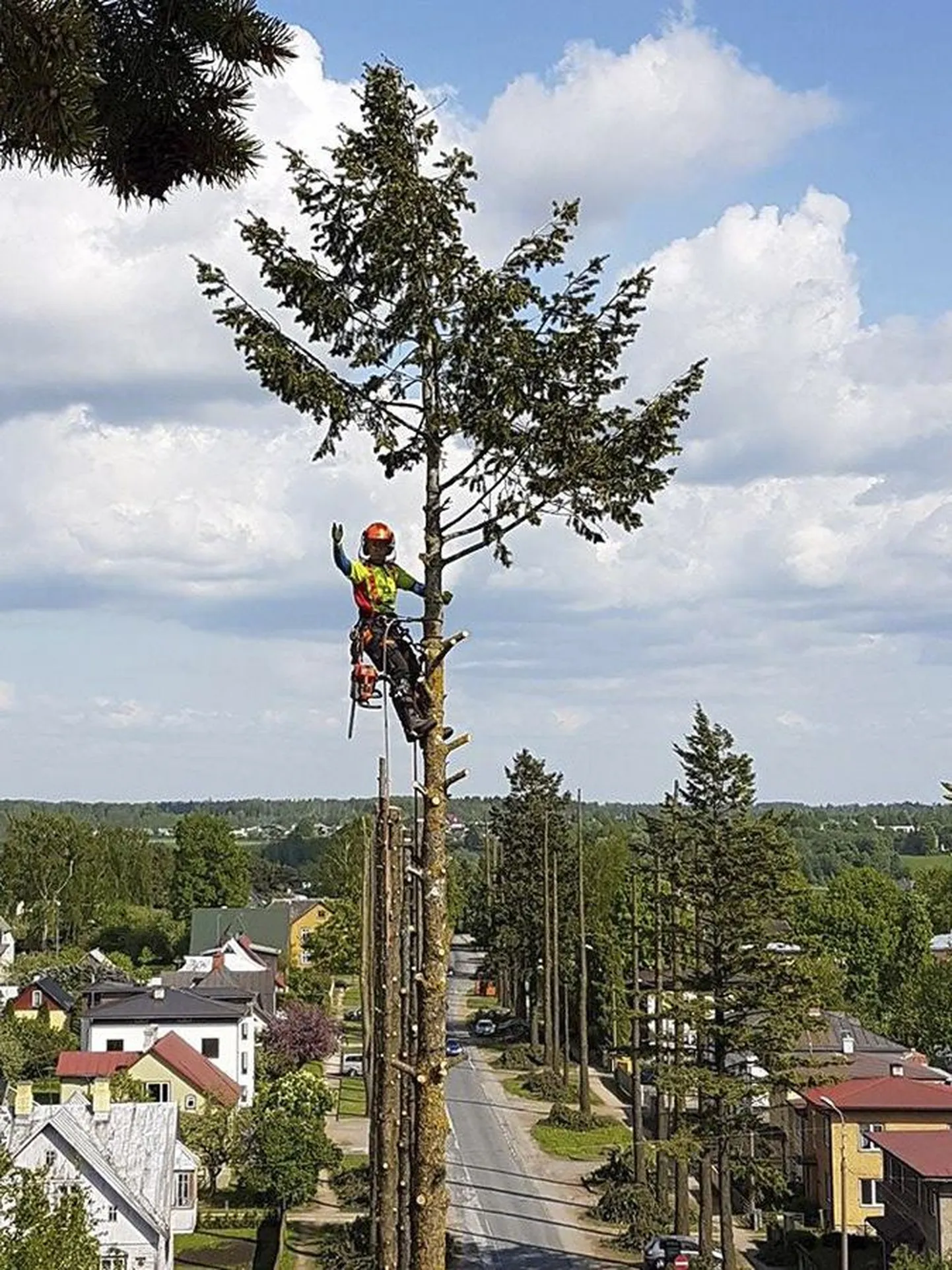 Allee langetamise peatöövõtja, osaühingu Arborist esindaja Arvi Koitve jäädvustas mõne päeva eest ühe puu ladvas saetööd tehes ainulaadse ülesvõtte. Vähe sellest, et tema telefoni objektiivile avanes kõrgusest lummav vaade Uueveski elurajooni majadele ja linna ümbritsevale maastikule. Kaadri keskele jäi teise puu ladvas tegutsev julge noor naine, osaühingu Aiahoolik arborist Kerdi Varm.