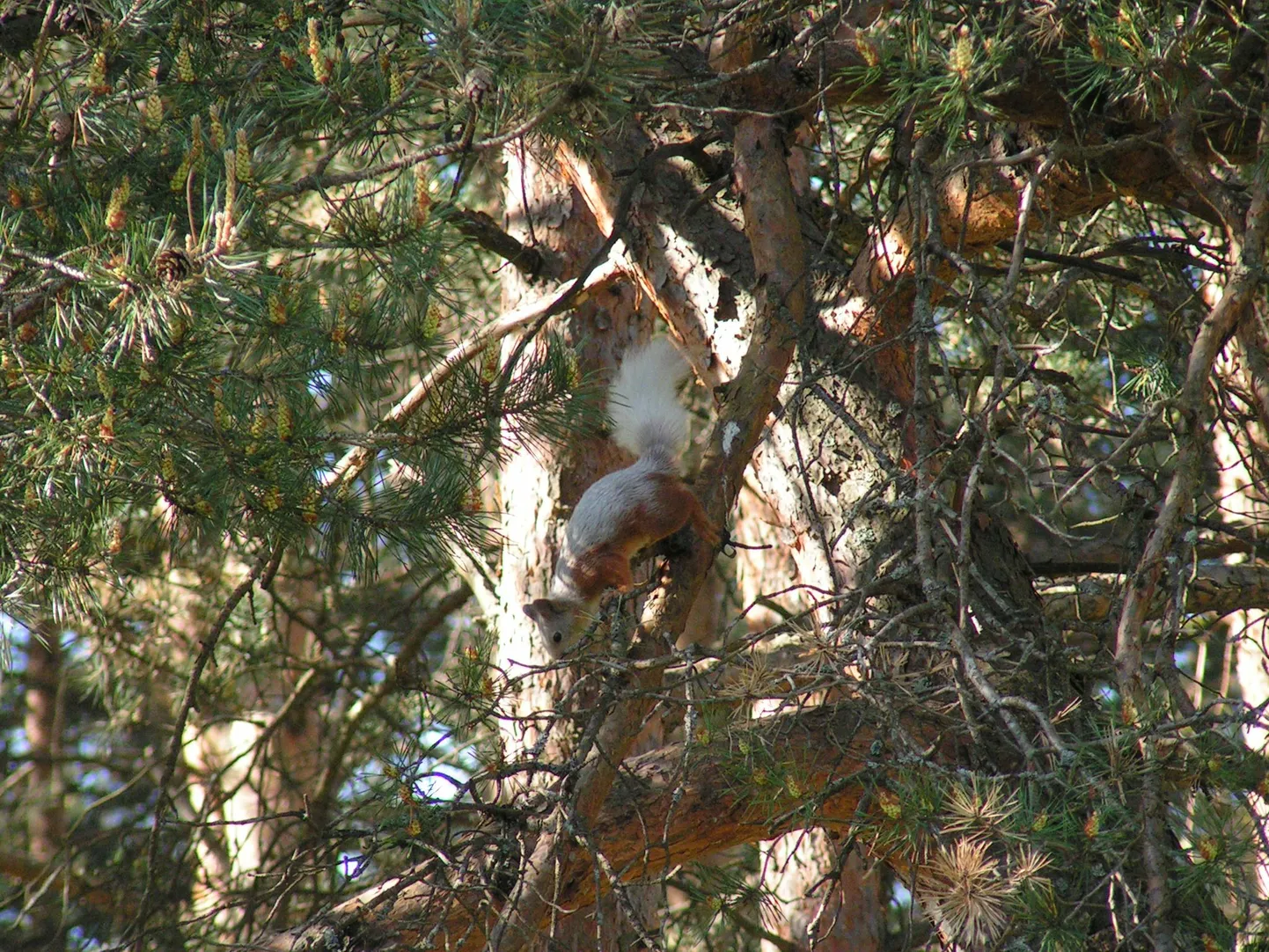 Eestis harvaesinev albiinoorav