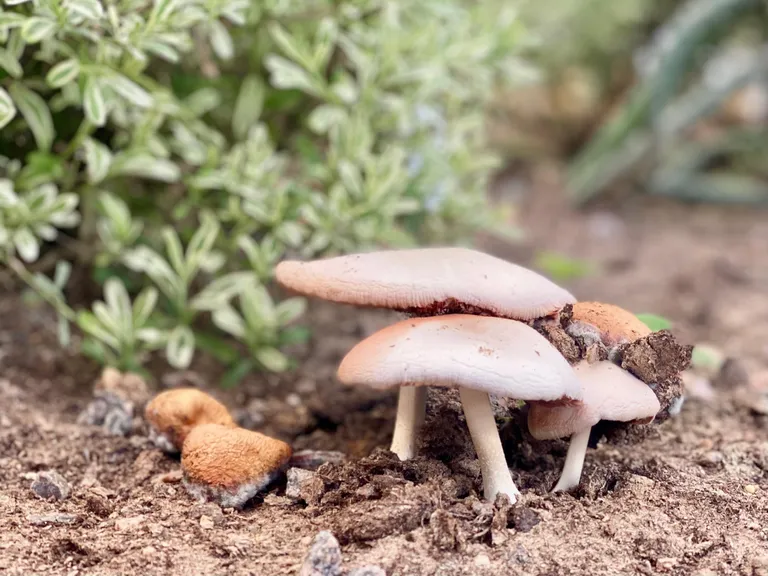 Pūkainā makstaine (Volvariella hypopithys) Latvijas Nacionālā botāniskā dārza oranžērijā.