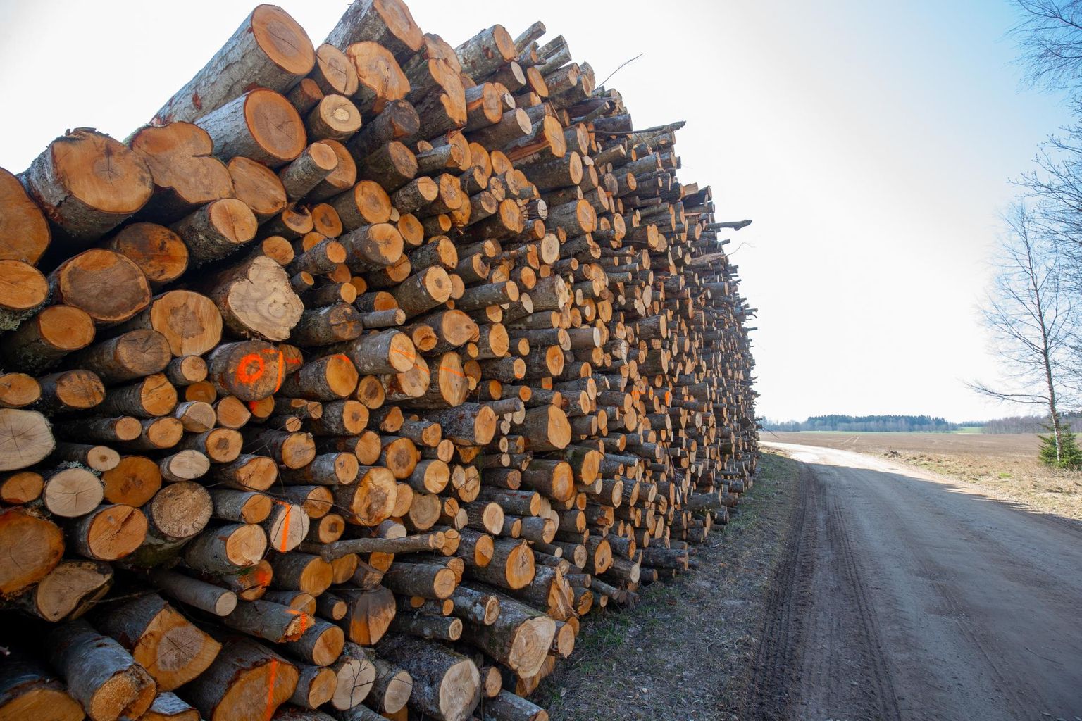 Meie metsad on aastakümneid suuresti omapäi kasvanud ja selle tõttu on ka sealt saadav materjal tihtilugu sobilik vaid kütte- või paberipuuks. Viimase väärindamiseks vajalikku tööstust aga Eestis napib.