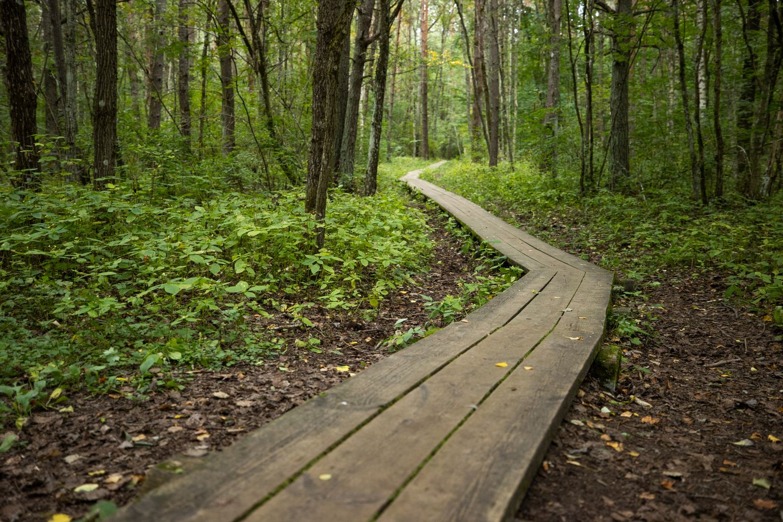 На тропах болотного заповедника в Пяэскюла начинаются ремонтные работы