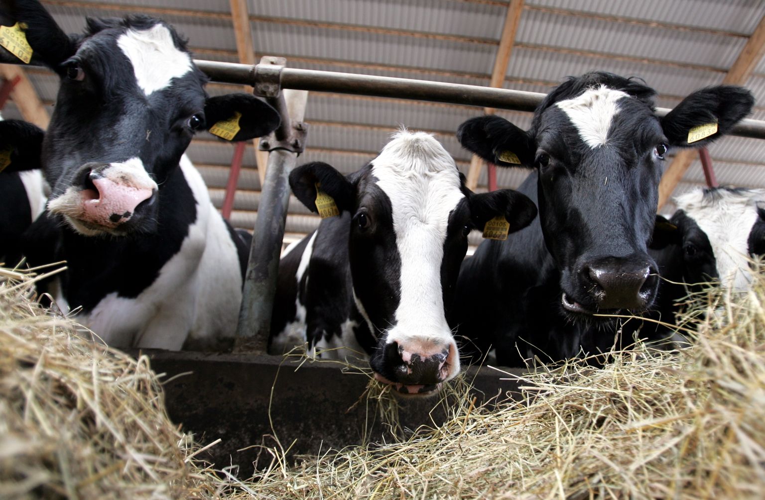 Eesti Põllumajandus-Kaubanduskoja andmetel on juba kuid kestnud keerulise olukorra tõttu  mitmed piimakarjad pandud müüki, et leida neile uued omanikud.