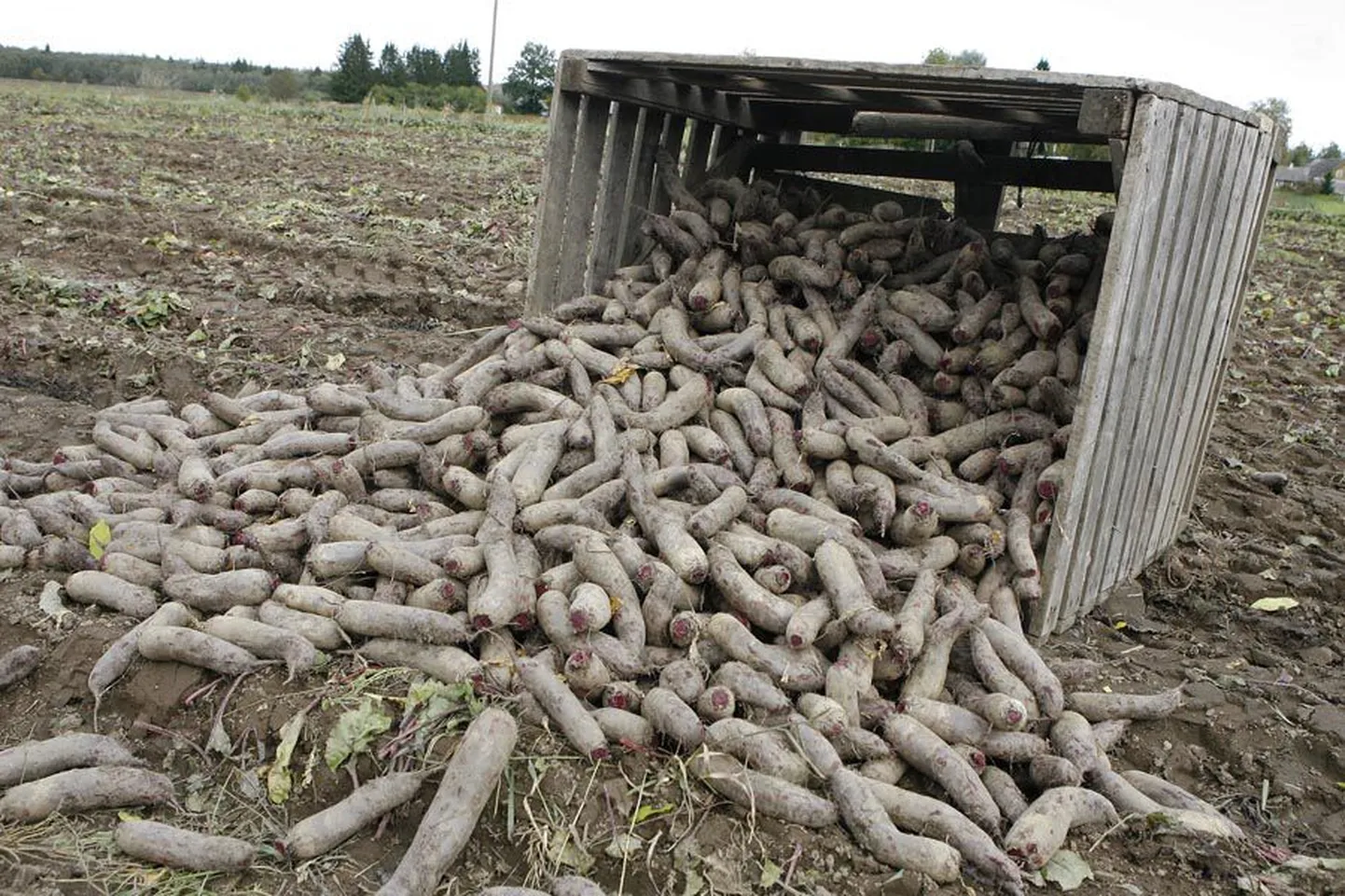 Mullast välja ulatuvaid juurikaid võivad näpistada öökülmad, seepärast koristatakse söögipeet juurviljadest tavaliselt esimesena.