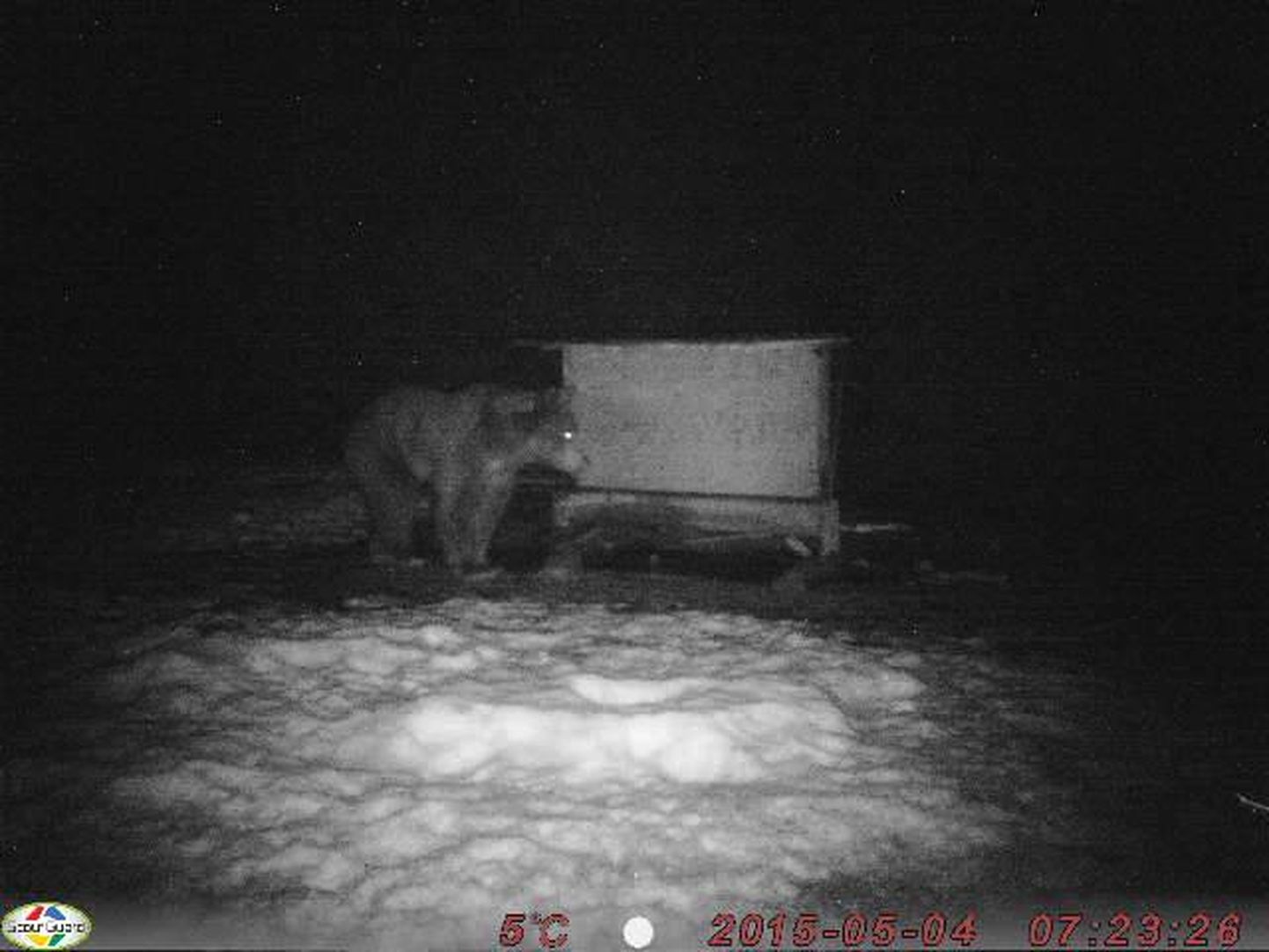 Проснувшийся и голодный медведь пришел за едой к кормушке.