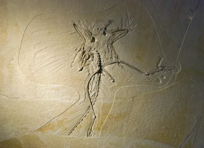 Digitaalse Archaeopteryx'i loomiseks kasutatud fossiil.