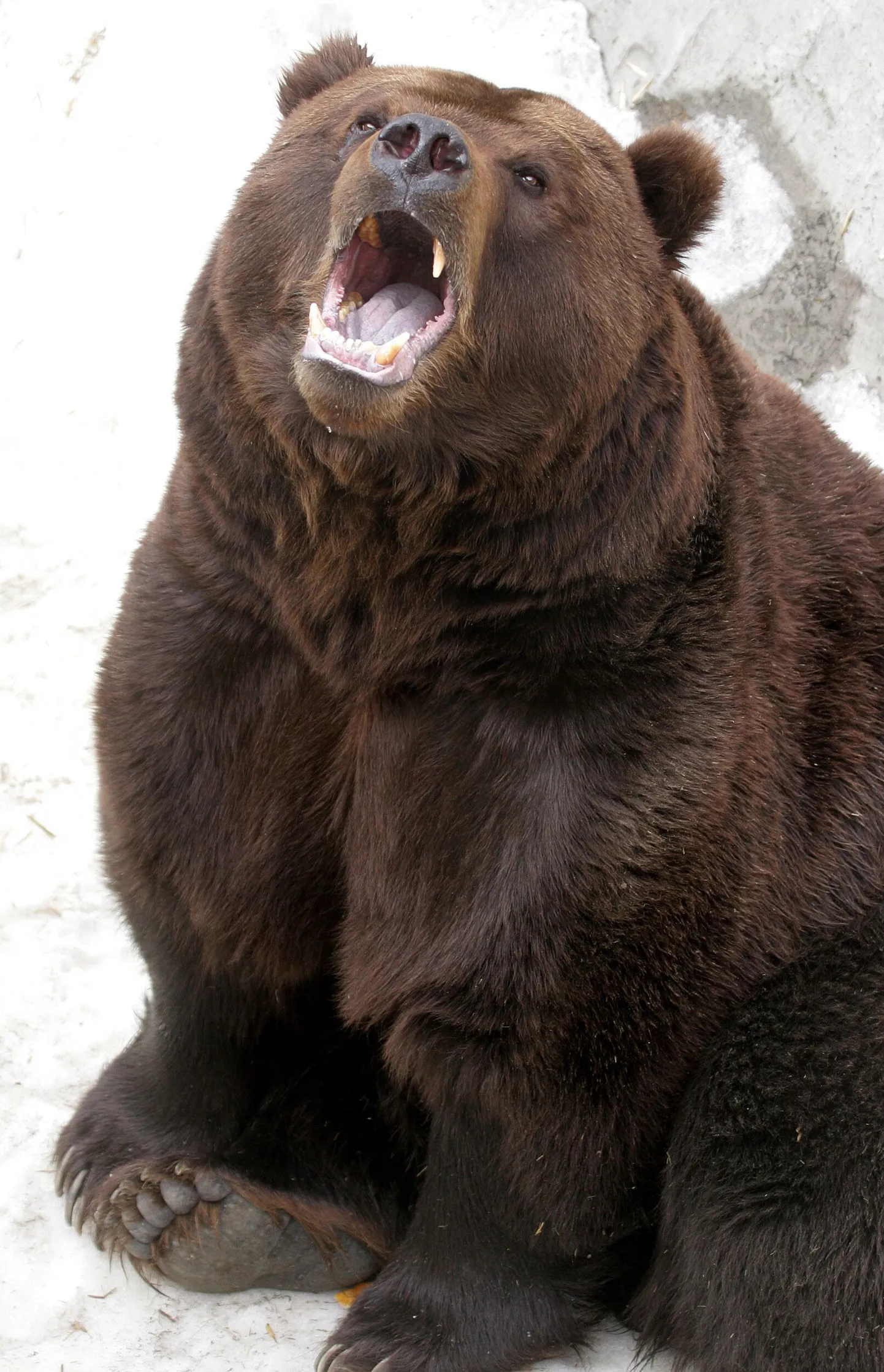 Karu tappis Kamtšatkal kaks turisti