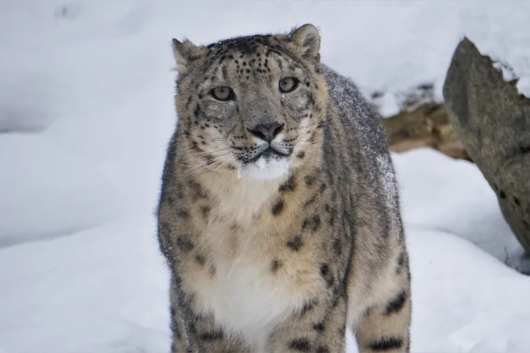 Lumeleopard Otto III.