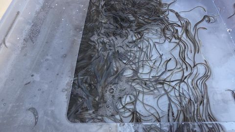 Võrtsjärve angerjavarud saavad ka järgmisel aastal lisa
