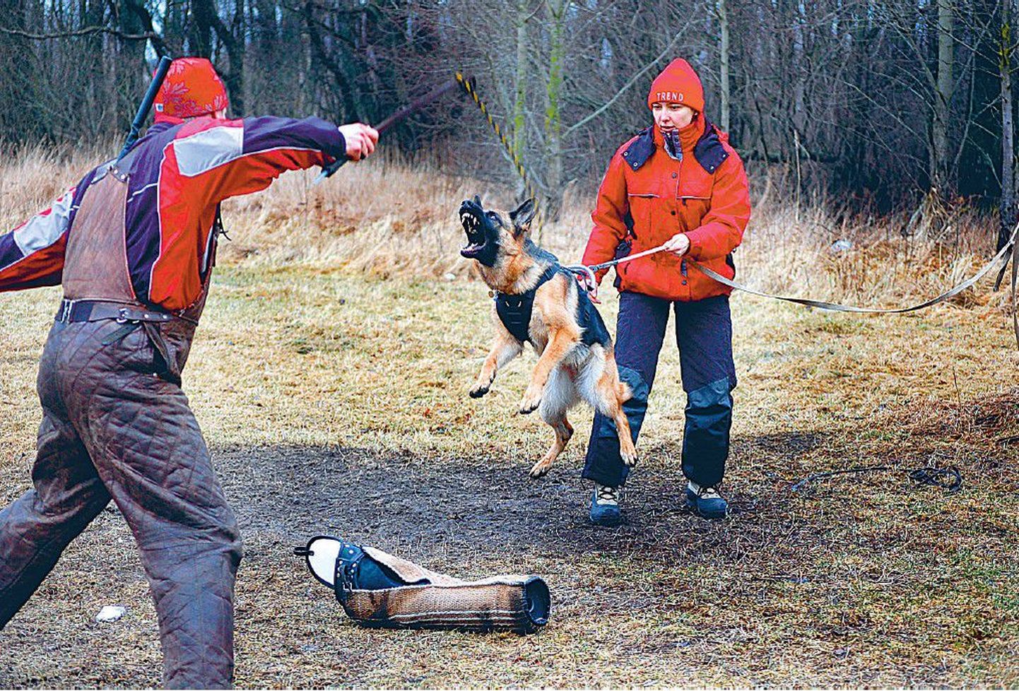 Koeraomanik Elo Võõsa viis oma lemmiku treeneri Aivo Oblikase (vasakul) juurde varrukakoolitusele, sest teab, et äärmuslikus olukorras on asjatundlikult koolitatud koer paremini kontrollitav.