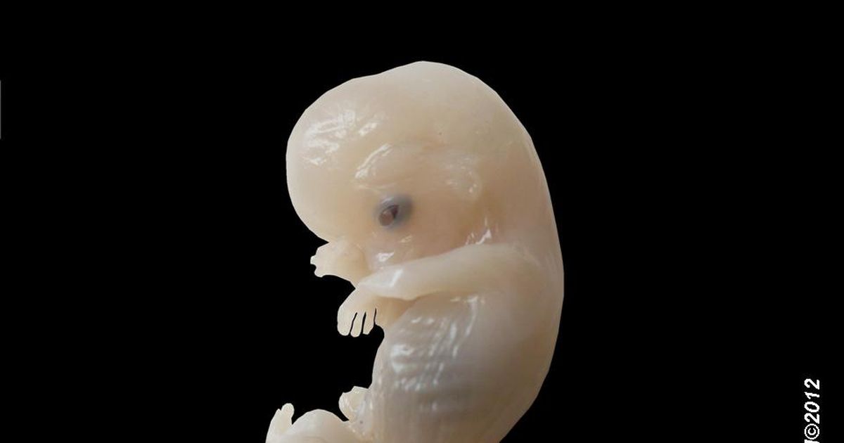 Oamenii de știință au construit un model al unui embrion uman fără ajutorul ovulelor și spermatozoizilor