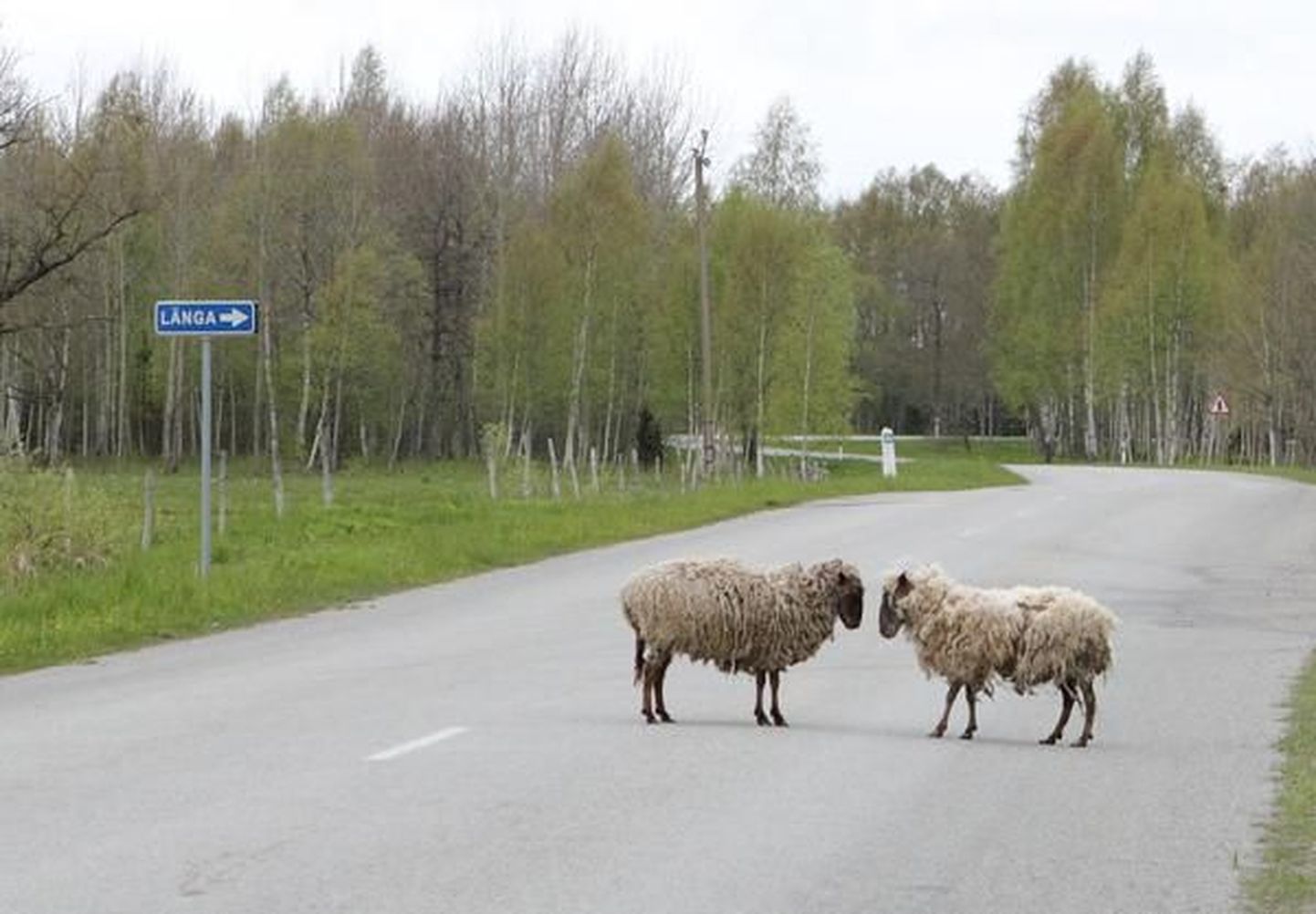 Omapäi hulkuvad lambad Saaremaal.