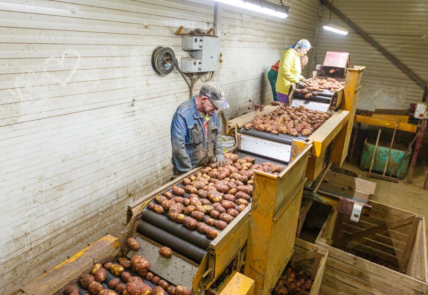 Navi küla Jaagumäe talus käib äsja põllult saabunud kartulite sorteerimine.