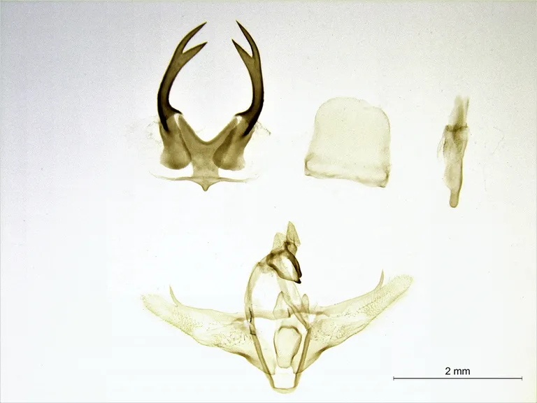 P. tristani.