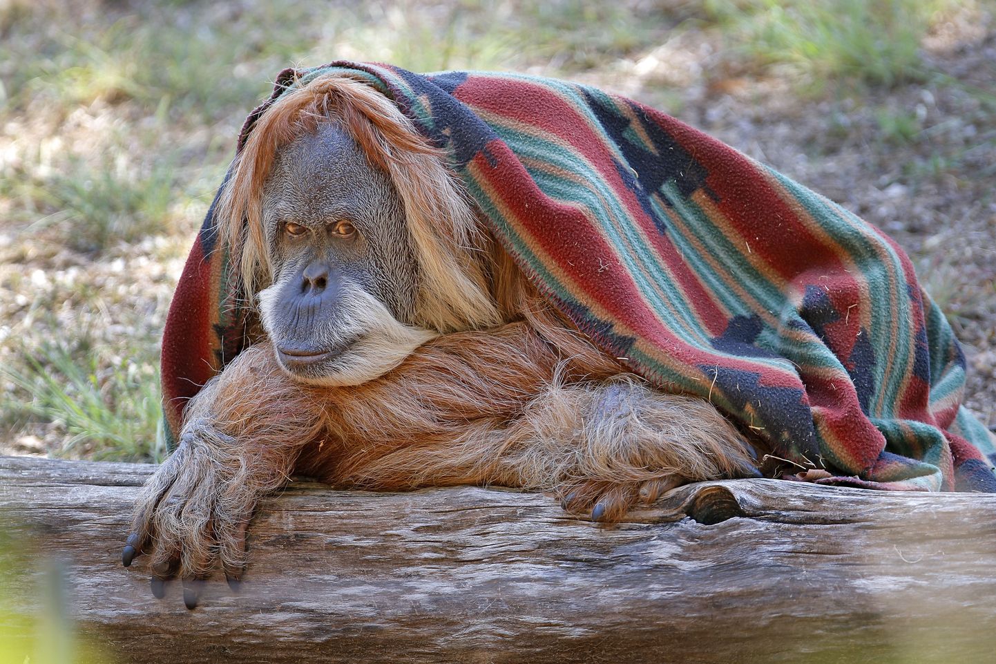Orangutan Toba.