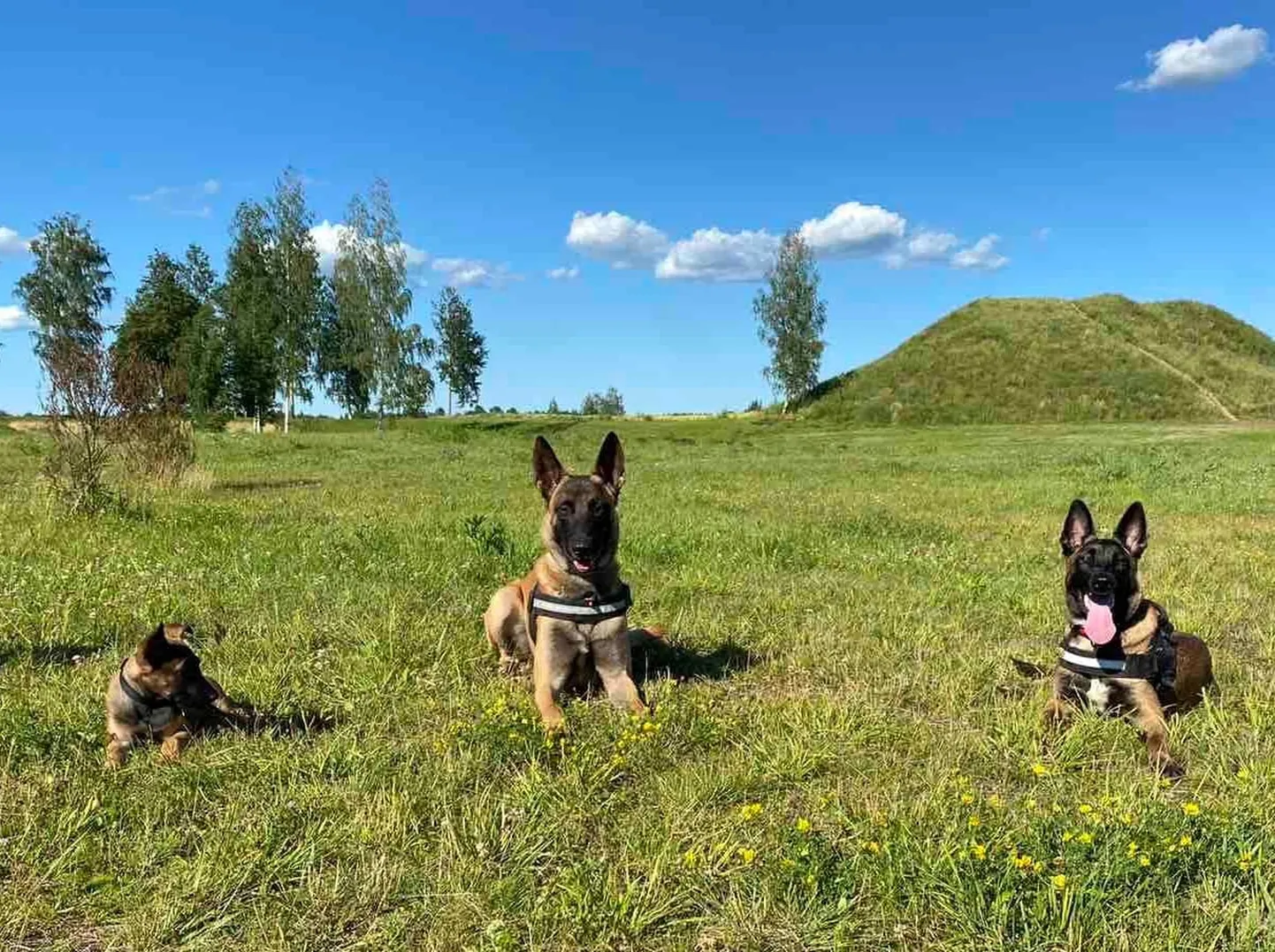 Patrullvahetuses olid koos äsja politseiperre saabunud kahekuune kutsikas Karma, kaheaastane teenistuskoer Rikky, kuuekuune kutsikas Romi. Kaheaastane Rikky leidis kadunud proua tunniga.