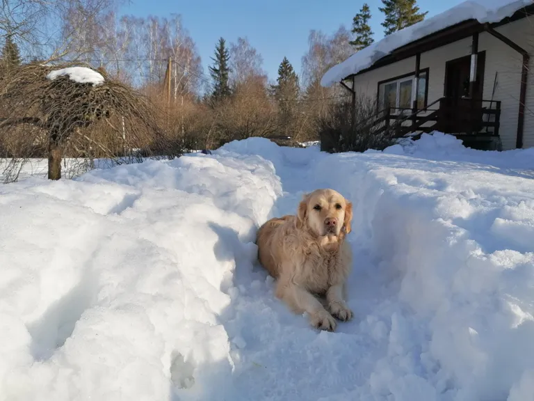 Järvamaal ei paista suure lume alt veel murukübetki.