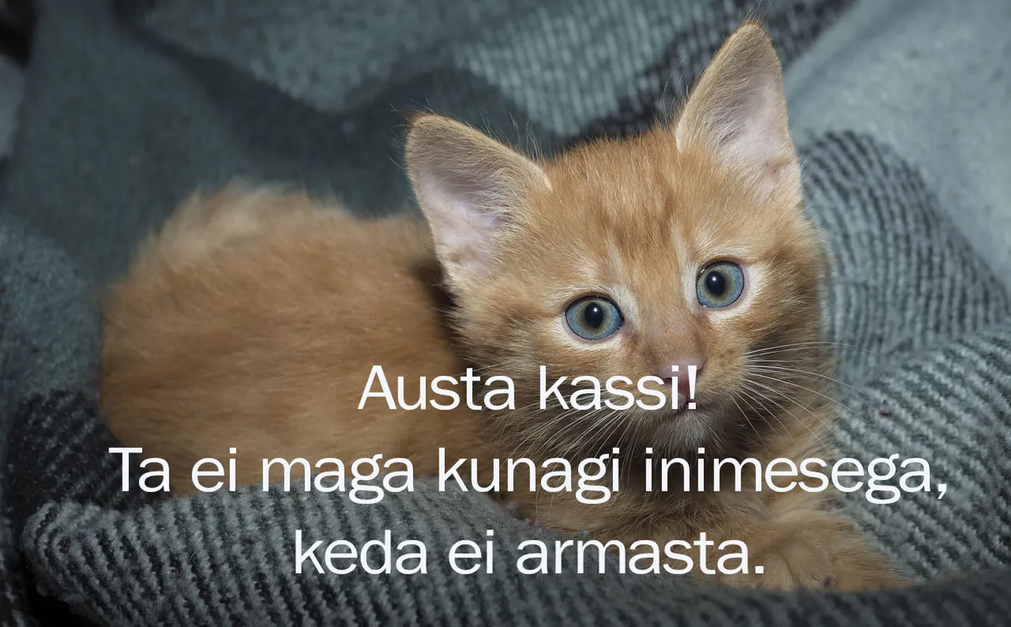 Artikli foto