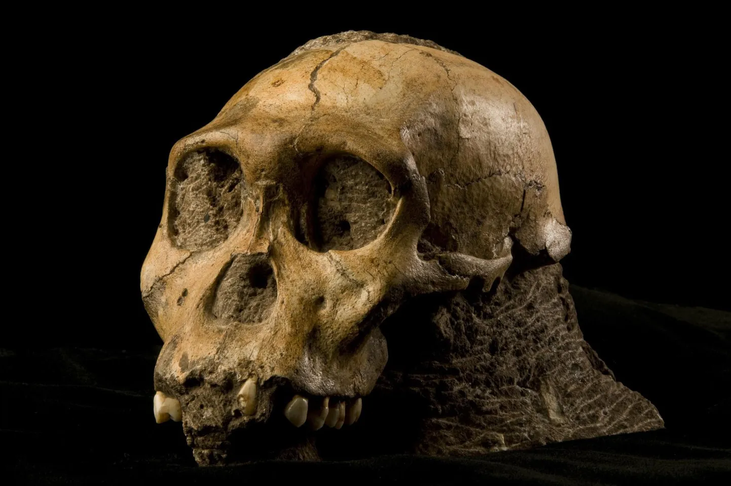 Australopithecus sediba emase isendi kolju