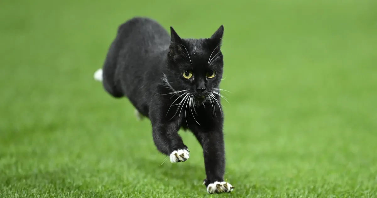 Barcelona eeslinn keelas halloween’i ajal mustade kasside võtmise