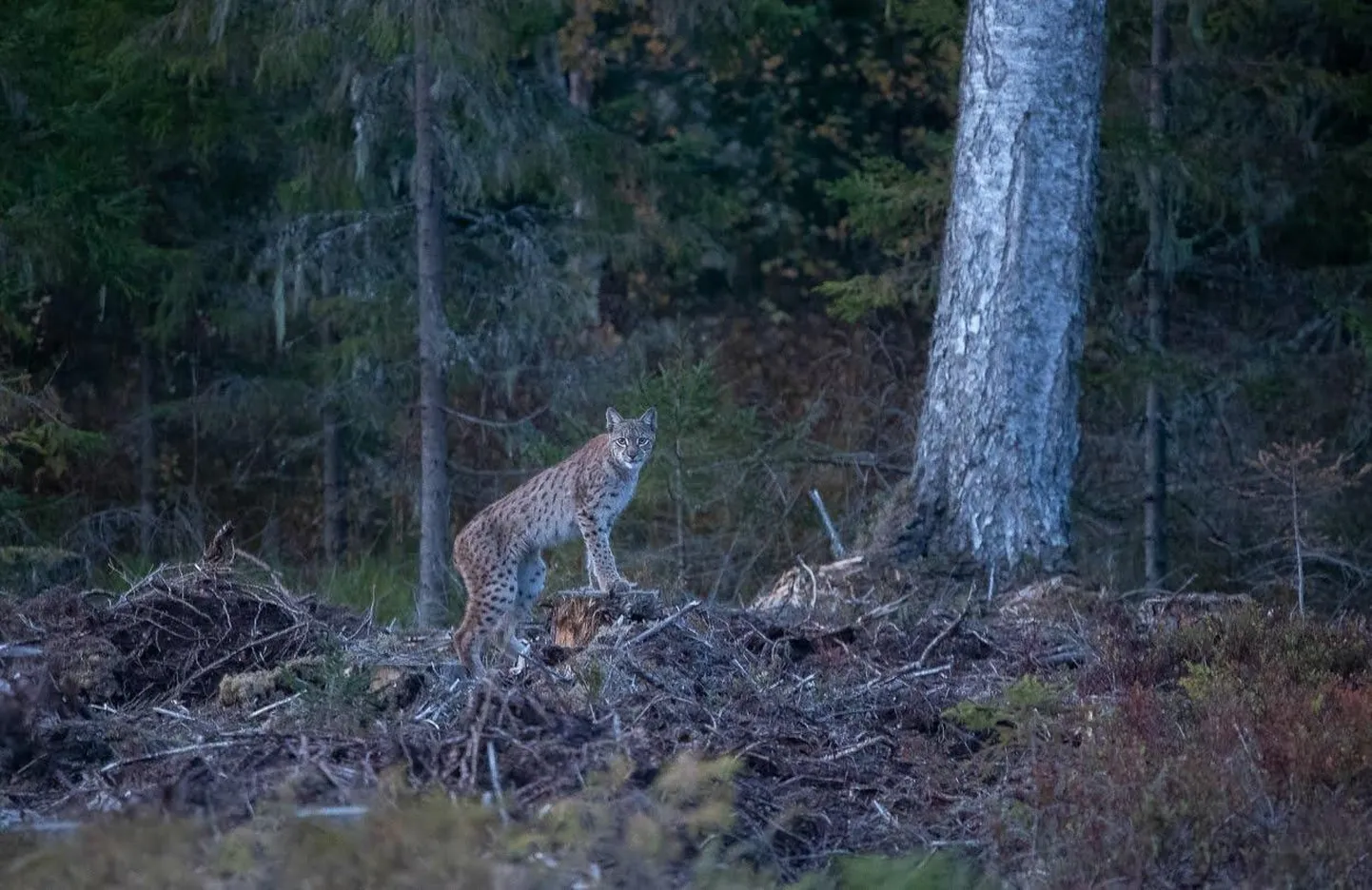 Ilves raiestiku servas.