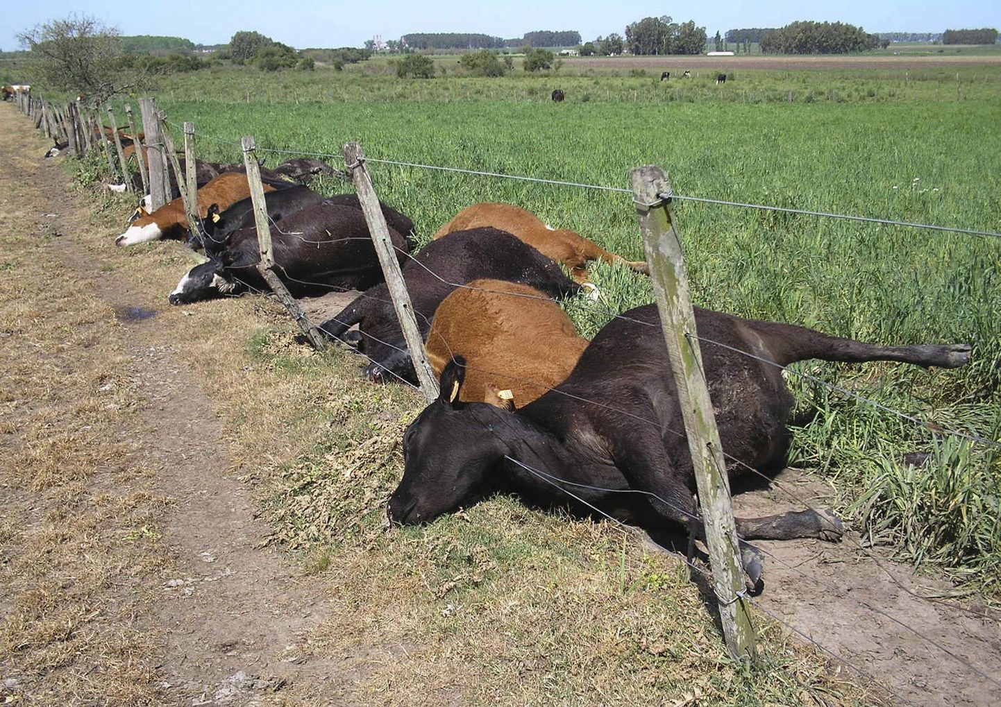 Pikselöök tappis Uruguays 52 lehma