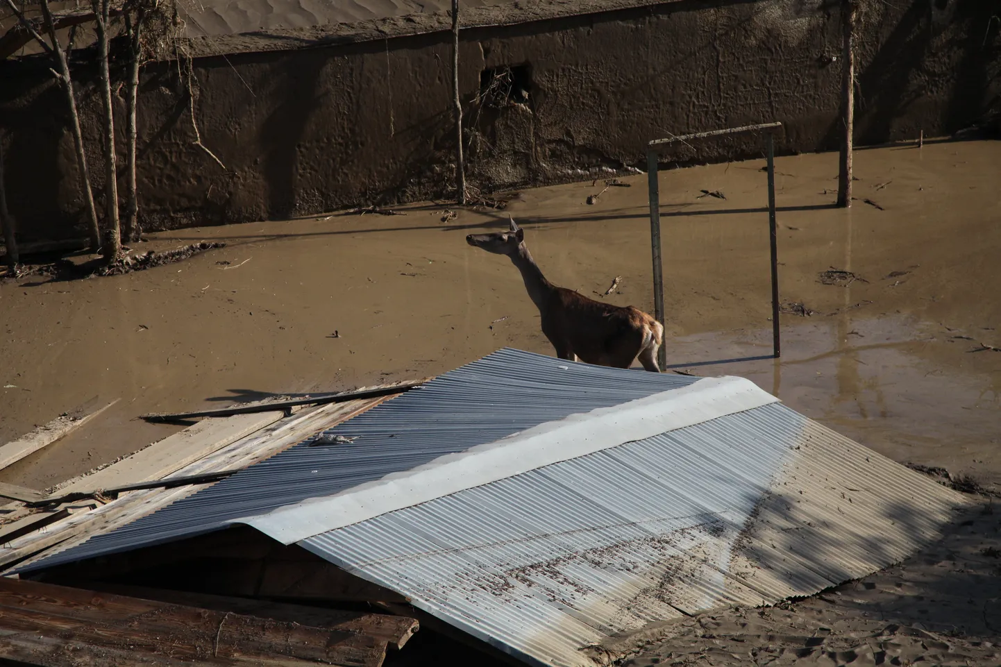 Üleujutatud loomaaiast pagenud loom eile Thbilisis.