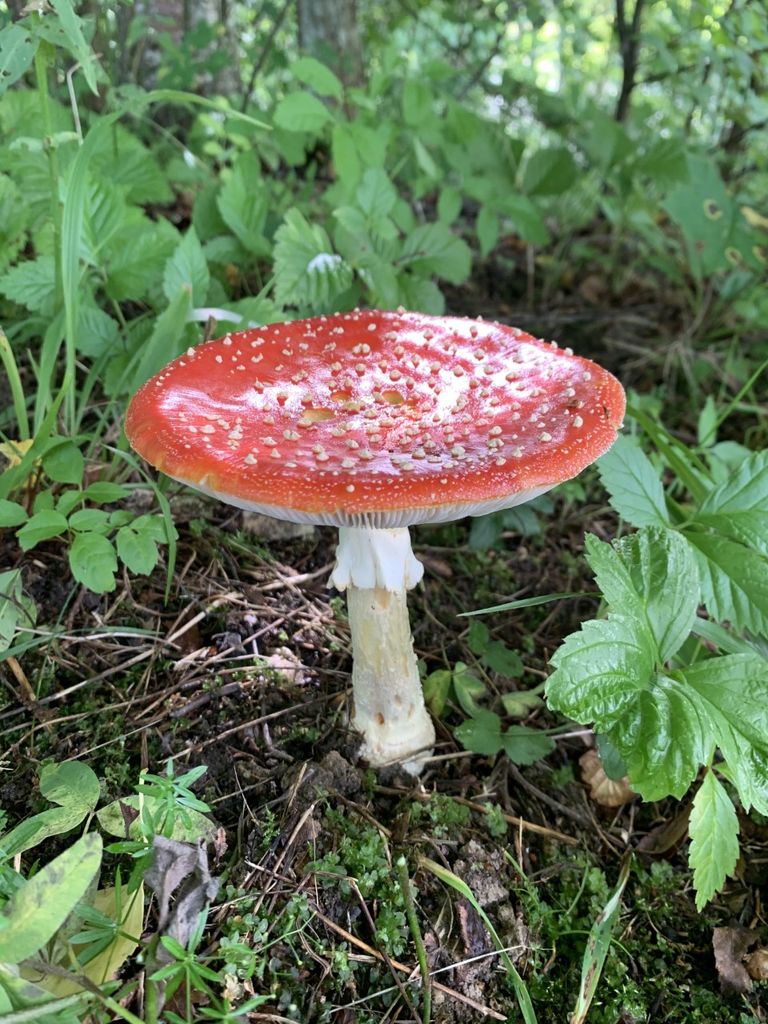 Punane kärbseseen kuulutab seenaaja algust.