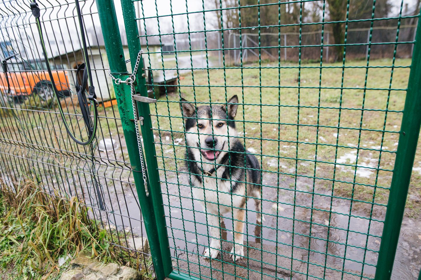 Pärnu loomade varjupaiga endine asunik Augustus on üks neist koertest, kes on päris oma kodu leidnud.