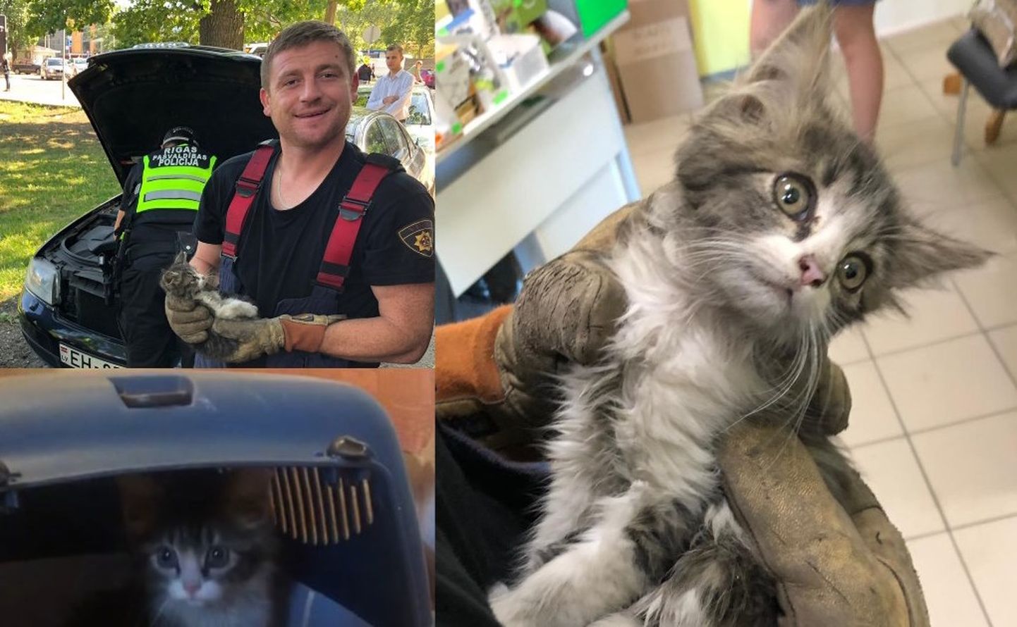 Котенок, спасенный пожарными в Риге.