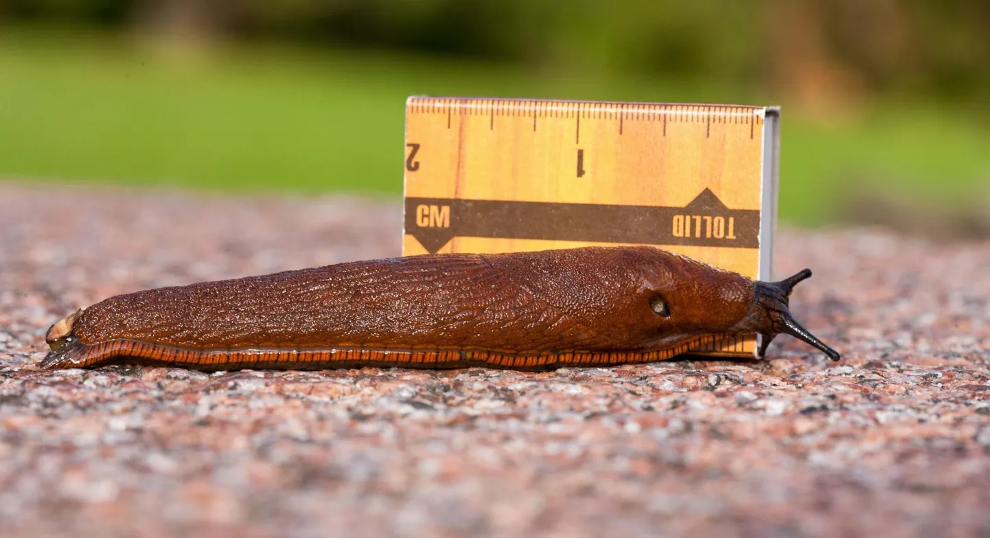 Lusitaania teetigu (Arion lusitanicus) on teeteo perekonda kuuluv suur (7 kuni 15 cm) nälkjas.