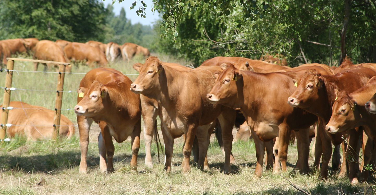 Купленные в прошлом году в Германии коровы хорошо справлялись на стругах.