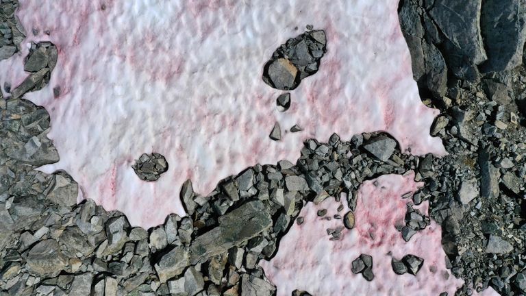 Lume muudab roosaks vetikas, mis tekib lume sulamisel. See foto Itaalia Alpide roosast lumest on tehtud 3. juulil.